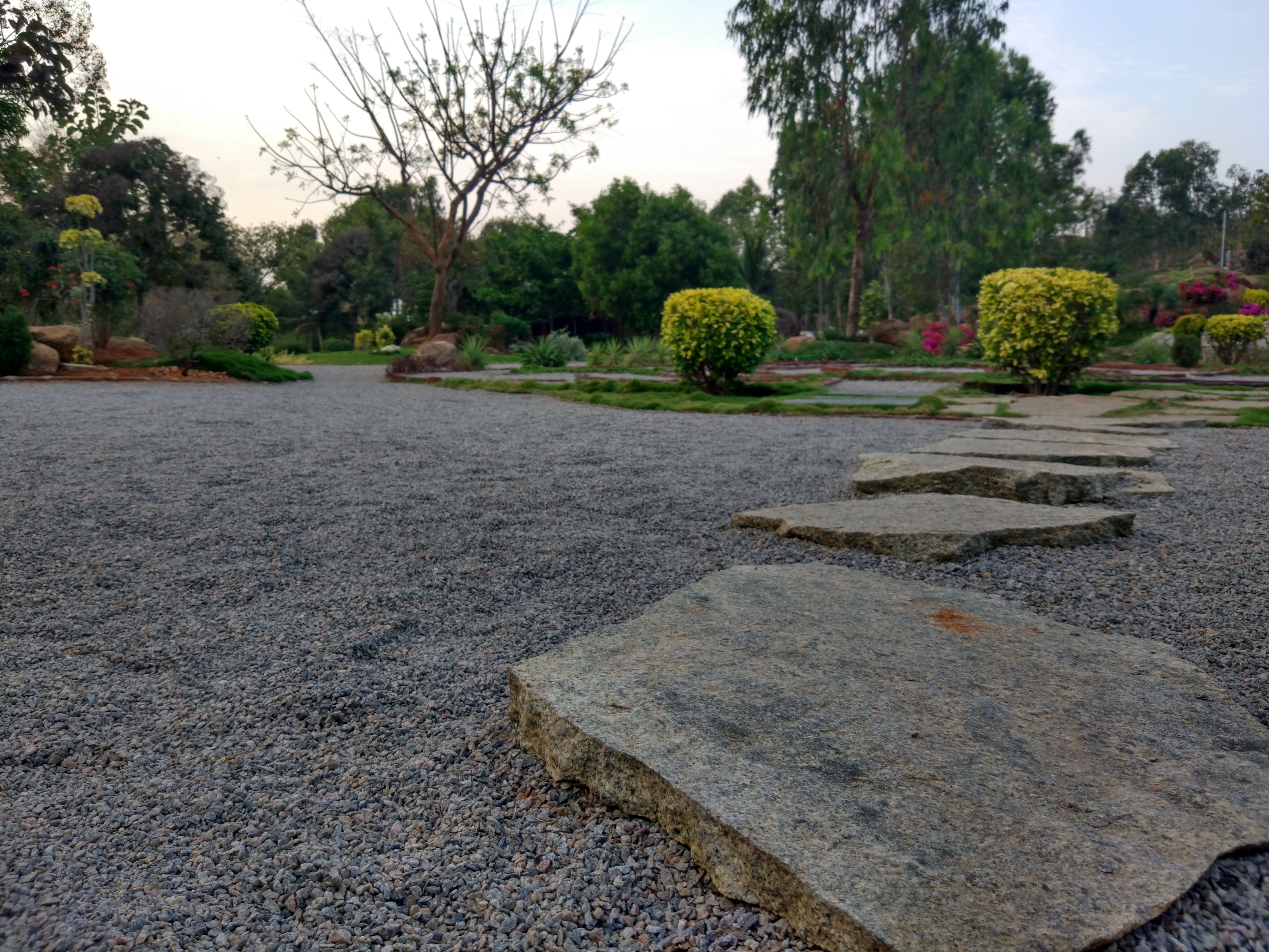 Stepping-stone path through gravel and trimmed shrubs in the campus landscape