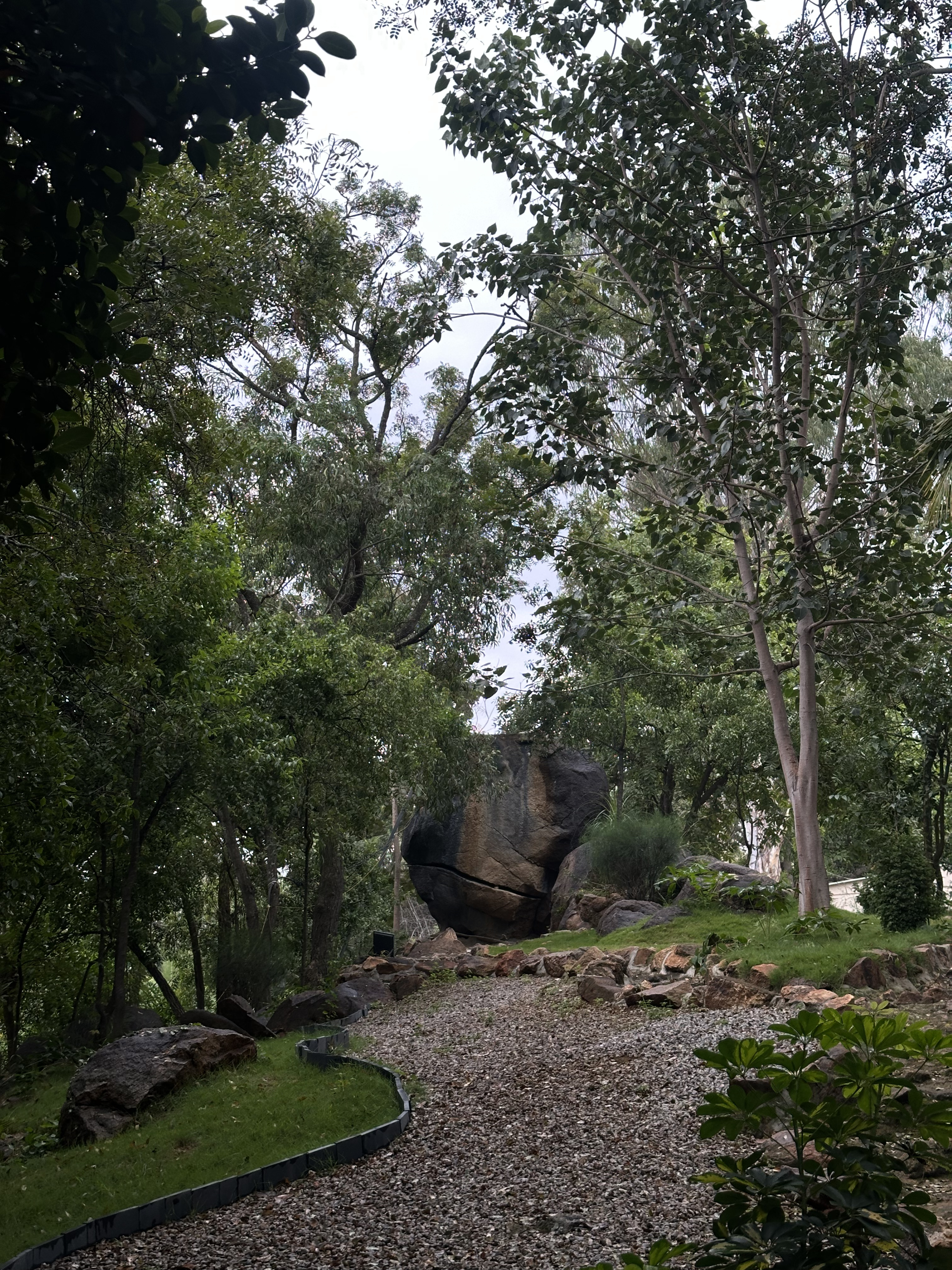 Gravel path curving through campus gardens with a large boulder and mature trees
